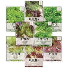 Lettuce Seeds
